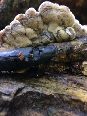 Auricularia mesenterica