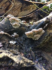 Auricularia mesenterica