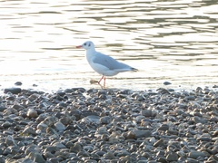 Chroicocephalus ridibundus