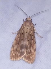 Sommeria hearseyana