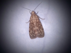 Sommeria hearseyana