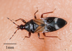 Anthocoris
