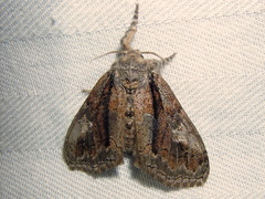 Dasychira obliquata