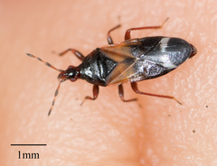 Anthocoris