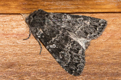 Eurois nigra