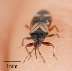 Anthocoris