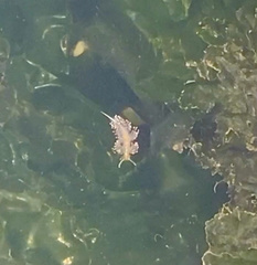 Sakuraeolis enosimensis