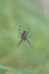 Araneus diadematus
