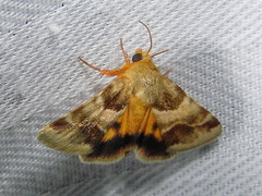 Schinia lynx