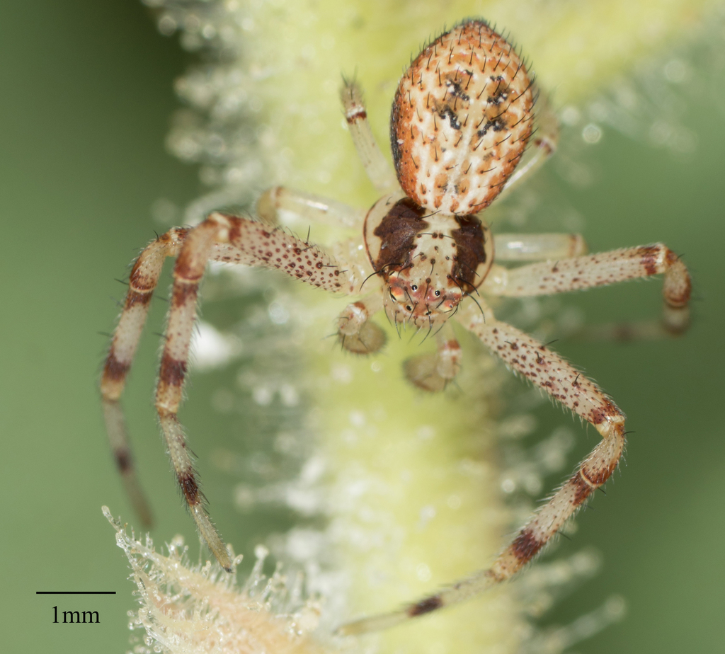 Mecaphesa devia