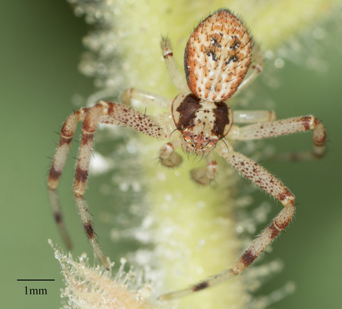 Mecaphesa devia