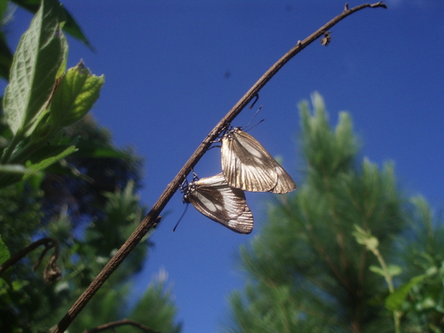 Silvery Epitola