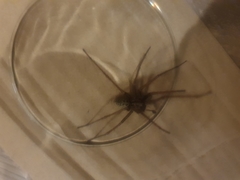 Eratigena