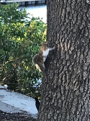 Sciurus carolinensis
