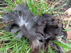 Craterellus cinereus