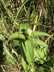 Eupatorium perfoliatum