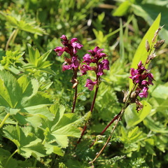 Pedicularis nordmanniana