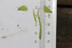 Platanthera macrophylla