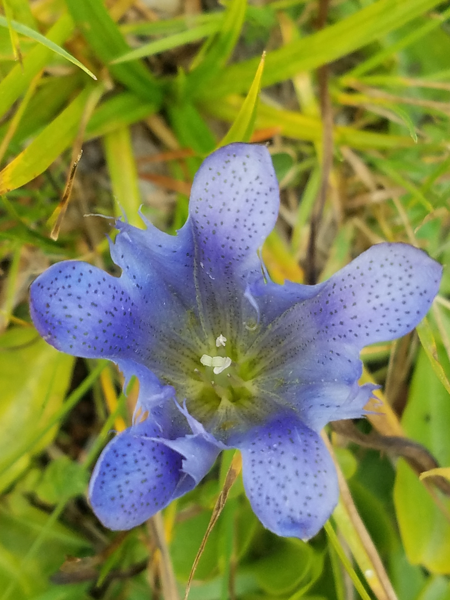 Gentiana newberryi
