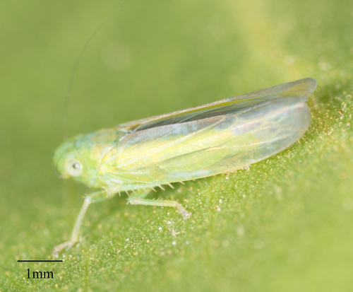 Neocoelidia lineata