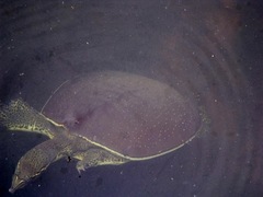 Apalone spinifera pallida