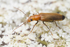 Nacerdes melanura