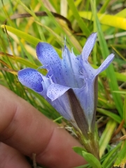 Gentiana newberryi newberryi