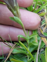 Gentiana newberryi newberryi