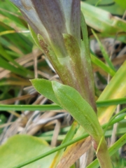 Gentiana newberryi newberryi