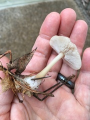 Rhodocollybia lentinoides