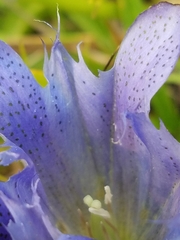 Gentiana newberryi newberryi