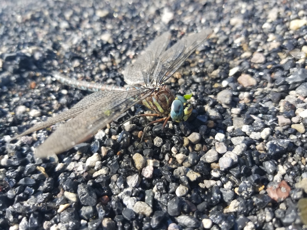 Sedge Darner from Yellowstone National Park, Teton County, US-WY, US on ...