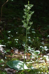 Platanthera macrophylla