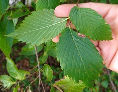 Ulmus americana