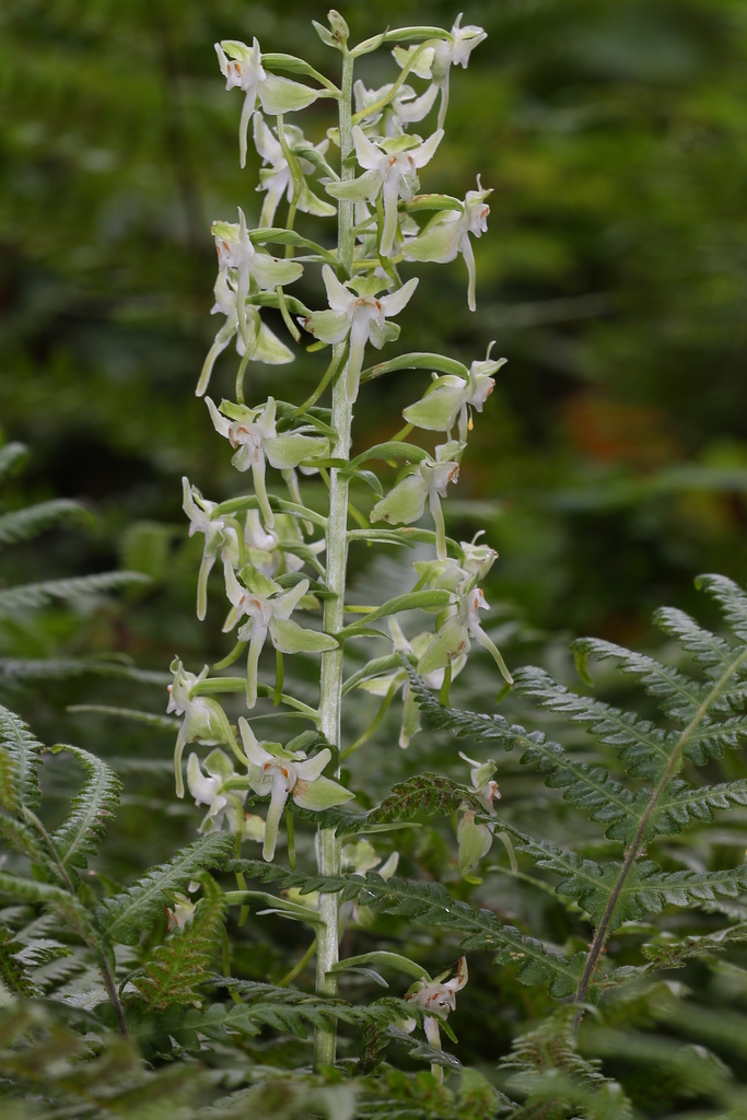 Round-leaved Bog Orchid