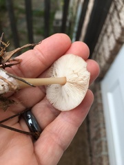 Rhodocollybia lentinoides