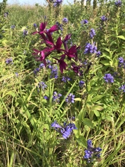 Lobelia × speciosa