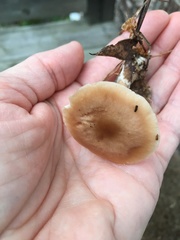 Rhodocollybia lentinoides