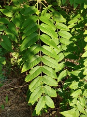 Ailanthus altissima
