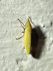 Draeculacephala producta