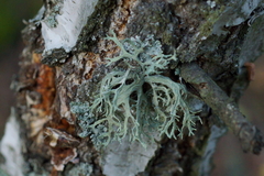 Evernia prunastri