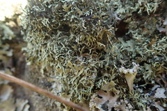 Xanthoparmelia furcata