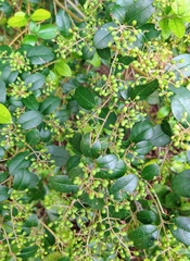 Ligustrum sinense