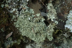 Xanthoparmelia furcata