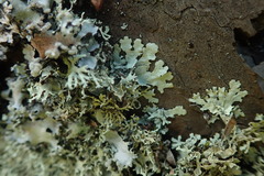 Xanthoparmelia furcata