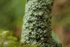 Coccotrema cucurbitula