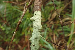 Coccotrema cucurbitula