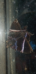 Coronidia orithea
