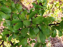 Sideroxylon lanuginosum