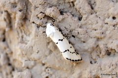 Grotella binda